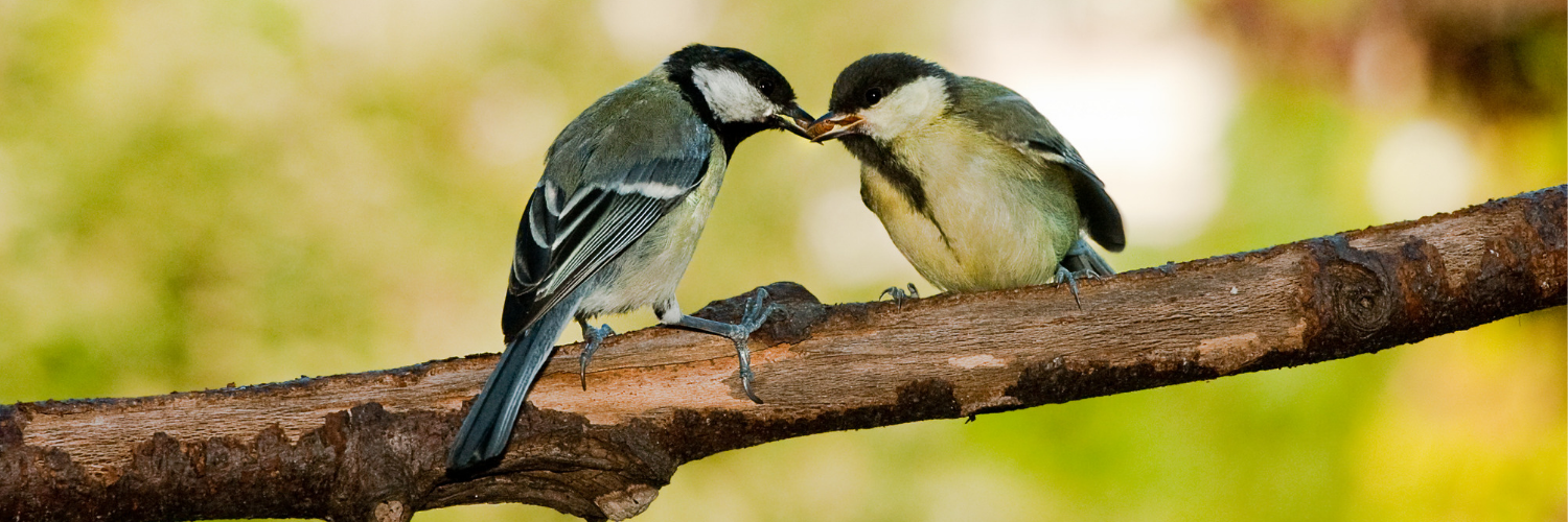 Birds